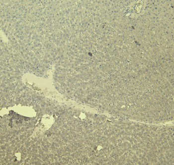 Goat anti-CTGF Antibody