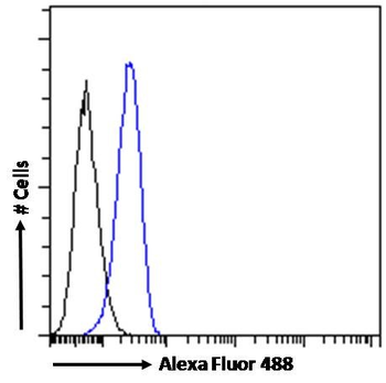 Goat anti-TLR4 / CD284 Antibody