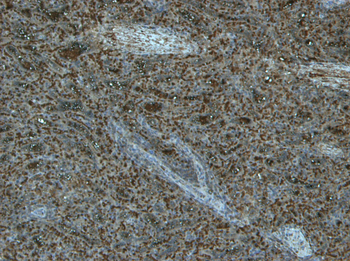Goat anti-TLR4 / CD284 Antibody