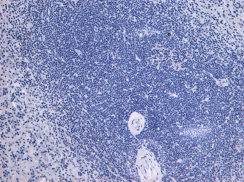 Goat anti-TLR4 / CD284 Antibody