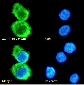 Goat anti-TLR4 / CD284 Antibody