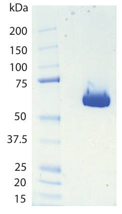 AVS Bio - Alkaline Phosphatase, Placenta, Human, Secreted (Glycerol Buffer)
