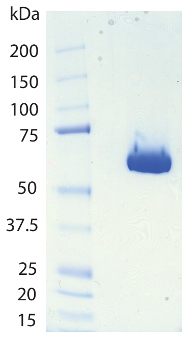 AVS Bio - Alkaline Phosphatase, Placenta, Human, Secreted (Glycerol Buffer)