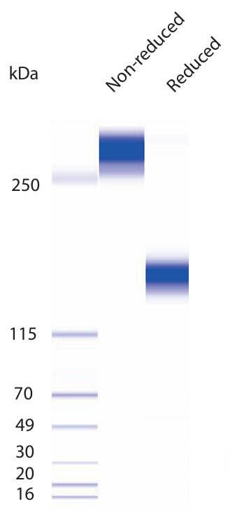 AVS Bio - ACE-2-(TEV-Fc)C, human