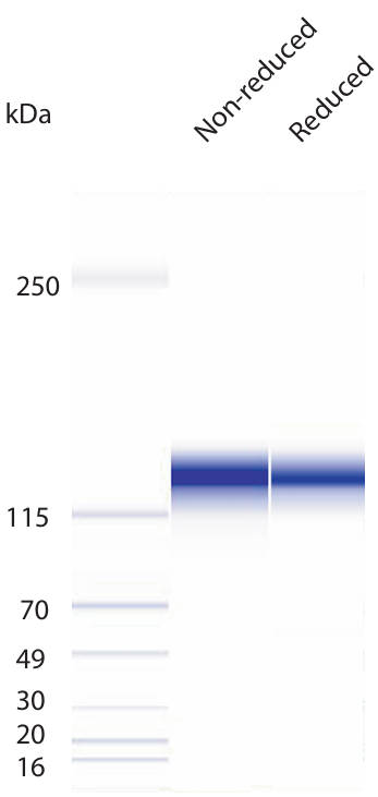 AVS Bio - ACE-2, human