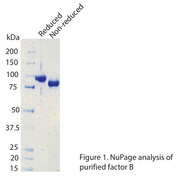 AVS Bio - Complement Factor B, Human