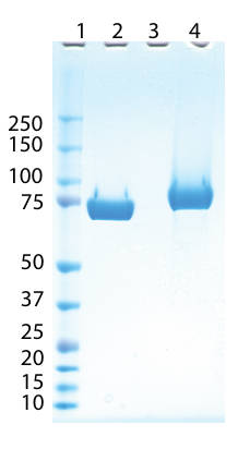 AVS Bio - Complement Factor B, Human, Man5-Glcnac2 N-Linked Glycans