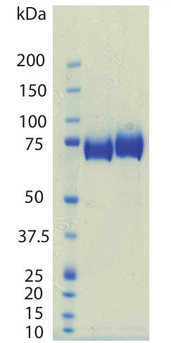 AVS Bio - CD36 Extra Cellular Domain, Human
