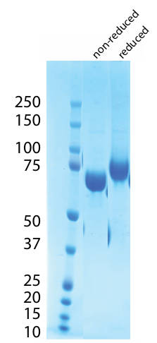 AVS Bio - C1QR-(His)N, Human, Recombinant