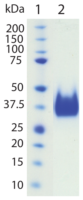 AVS Bio - FSH, Danio Rerio