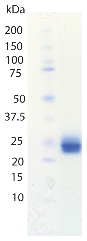 AVS Bio - Fam3D, Human