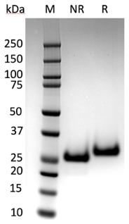 AVS Bio - Lys-N