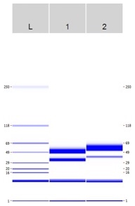 AVS Bio - Lys-N