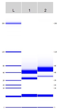 AVS Bio - Lys-N