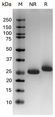 AVS Bio - Lys-N