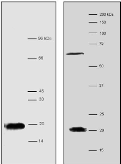 AVS Bio - mouse anti-human Rpp20 antibody