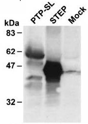 AVS Bio - mouse anti-receptor-type tyrosine-protein phosphatase R isoforms antibody