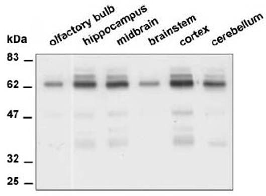 AVS Bio - mouse anti-receptor-type tyrosine-protein phosphatase R isoforms antibody