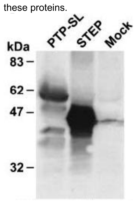 AVS Bio - mouse receptor-type tyrosine-protein phosphatase R isoforms antibody