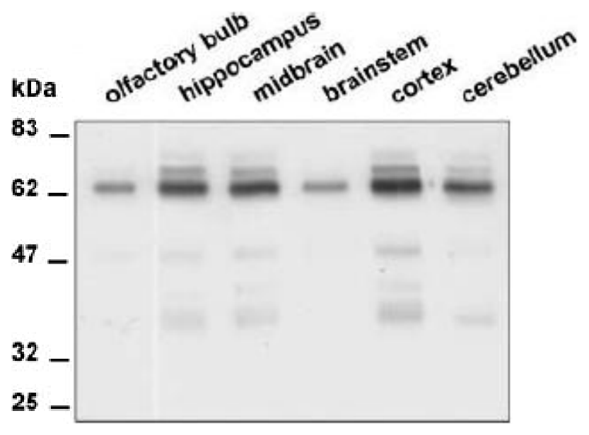AVS Bio - mouse receptor-type tyrosine-protein phosphatase R isoforms antibody