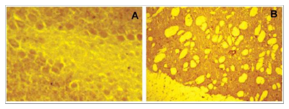AVS Bio - mouse receptor-type tyrosine-protein phosphatase R isoforms antibody