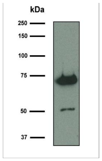 AVS Bio - mouse chicken IgY antibody