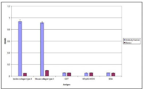 AVS Bio - Arthritis Antibody Mix