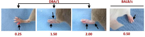 AVS Bio - Arthritis Antibody Mix