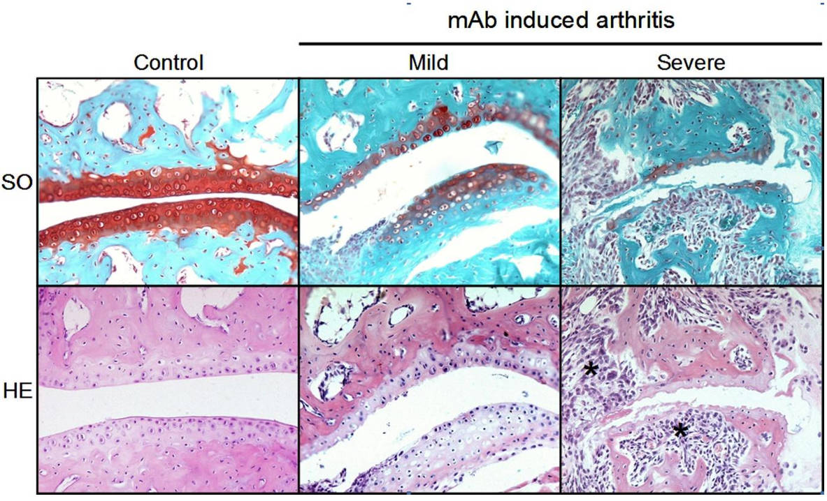 AVS Bio - Arthritis Antibody Mix