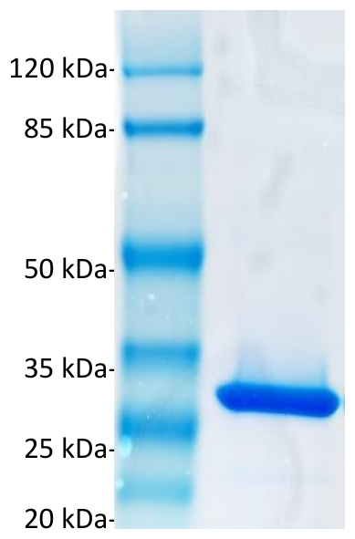 AVS Bio - Glutathione S-transferase protein (GST)