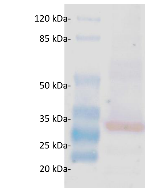 AVS Bio - Glutathione S-transferase protein (GST)