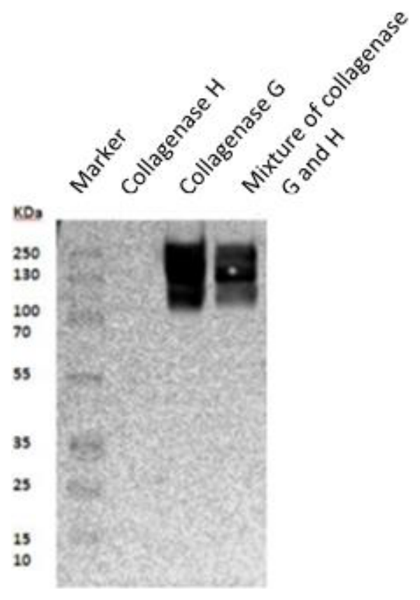 AVS Bio - mouse collagenase G antibody