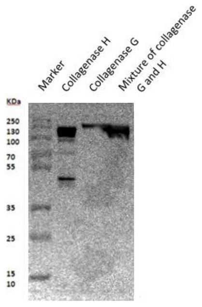 AVS Bio - mouse collagenase antibody