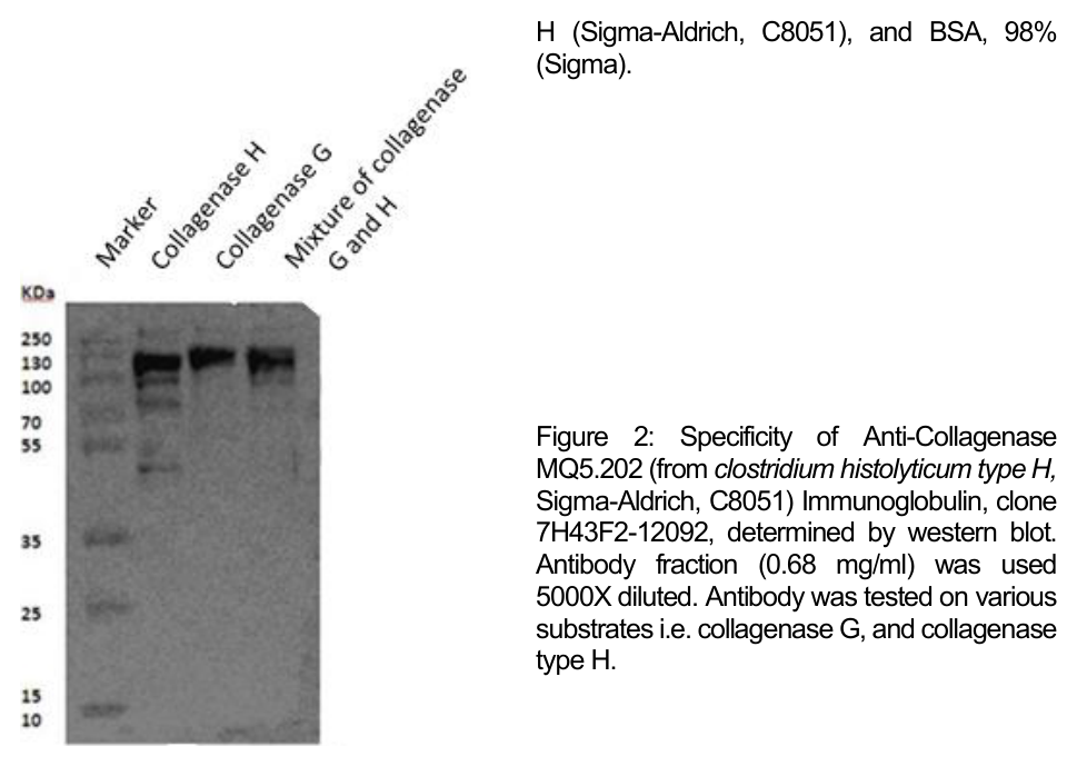 AVS Bio - mouse collagenase antibody