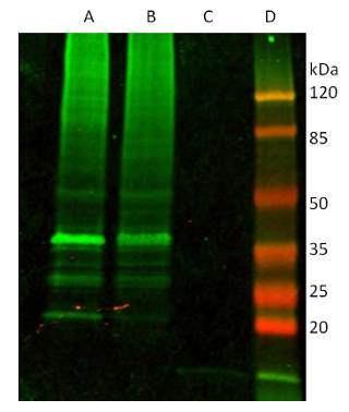 AVS Bio - mouse anti-ubiquitin antibody