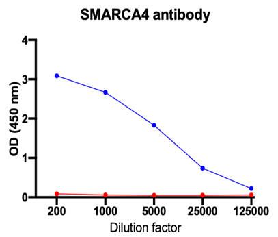 AVS Bio - human Anti-SWI/SNF-related matrix-associated actin-dependent regulator of chromatin a4 isoform B antibody