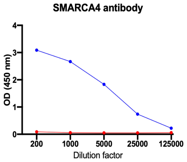 AVS Bio - human SWI/SNF-related matrix-associated actin-dependent regulator of chromatin a4 isoform B antibody