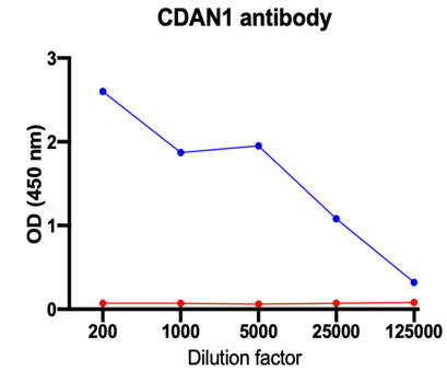 AVS Bio - human codanin-1 antibody