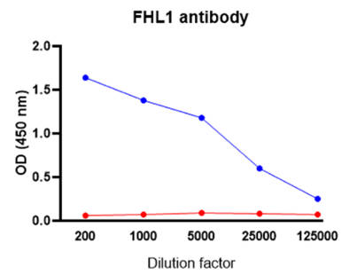 AVS Bio - human anti-Four and a half LIM domains protein 1 antibody