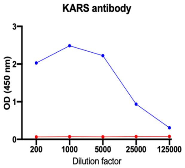 AVS Bio - human lysyl-tRNA synthetase antibody