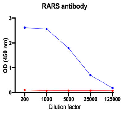 AVS Bio - human anti-arginyl-tRNA synthetase antibody
