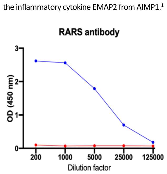 AVS Bio - human arginyl-tRNA synthetase antibody