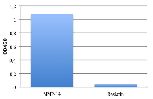 AVS Bio - human anti-matrix metallopeptidase-14 antibody