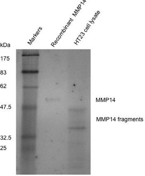 AVS Bio - human anti-matrix metallopeptidase-14 antibody