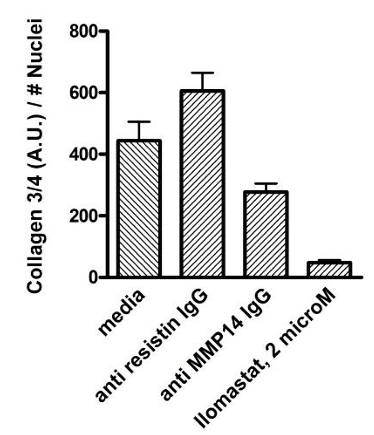 AVS Bio - human anti-matrix metallopeptidase-14 antibody