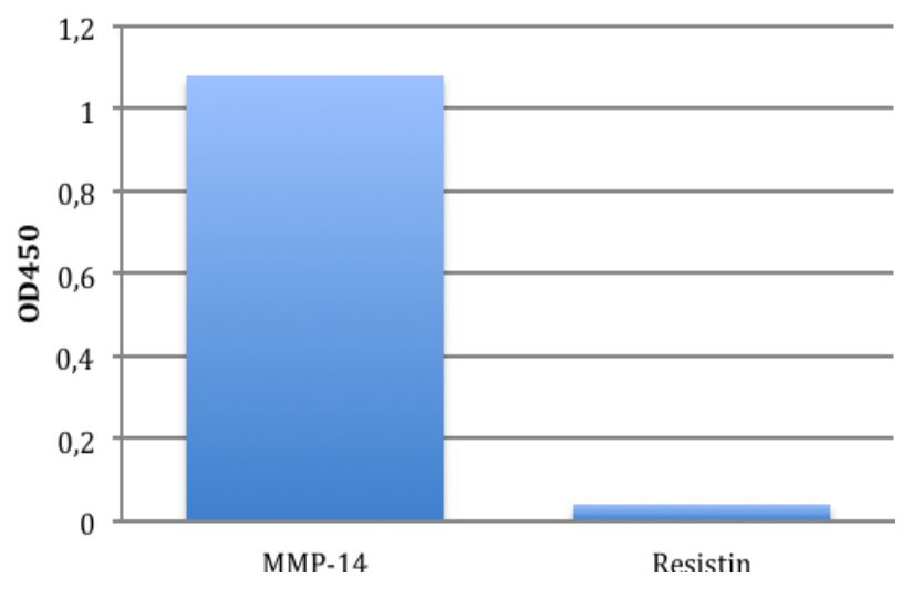 AVS Bio - human matrix metallopeptidase-14 antibody
