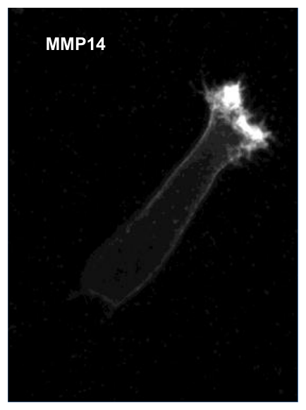 AVS Bio - human matrix metallopeptidase-14 antibody