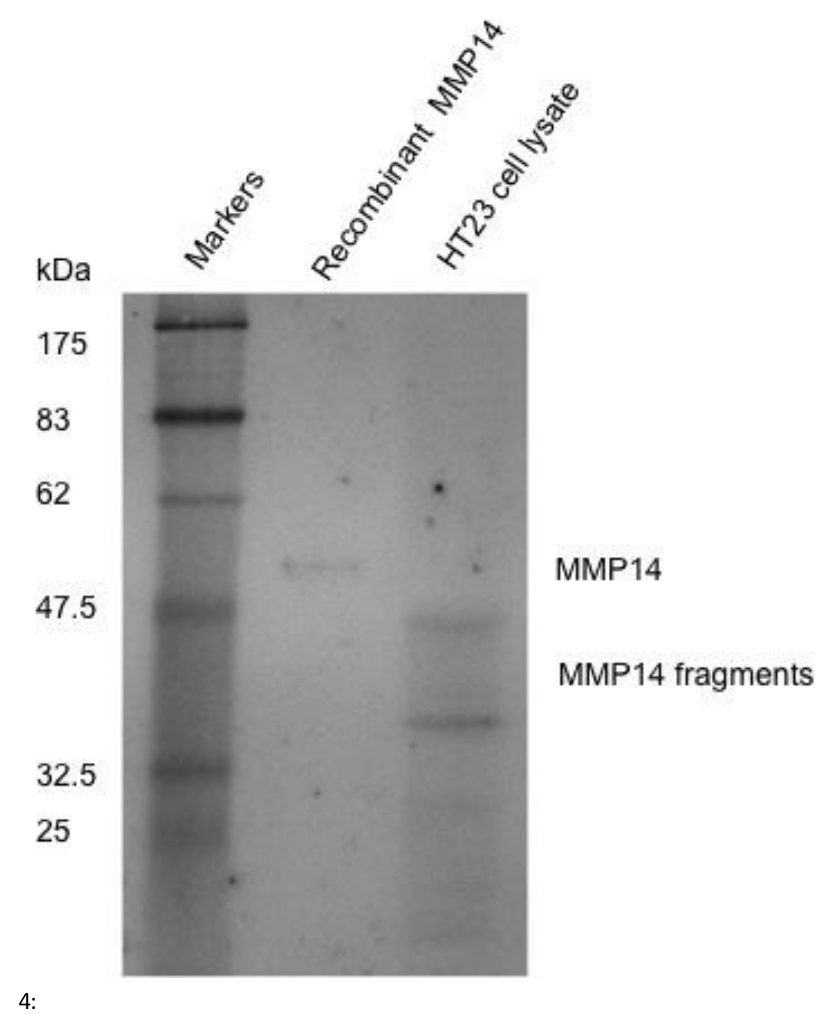 AVS Bio - human matrix metallopeptidase-14 antibody