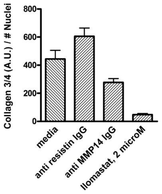 AVS Bio - human matrix metallopeptidase-14 antibody