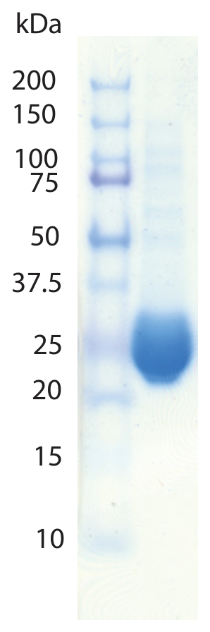 AVS Bio - OIT1, Murine